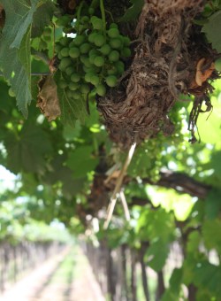 Bodega Norton Mendoza vineyard
