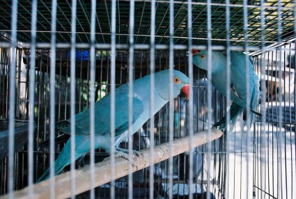 Mercado Libertad aviary, Guadalajara