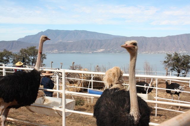 Ostich pen, San Cristóbal Zapotitlán