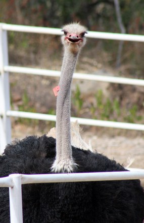 The ostrich ranch, San Cristóbal Zapotitlán