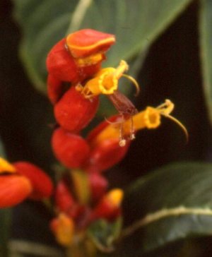 Andromeda Gardens Barbados 08