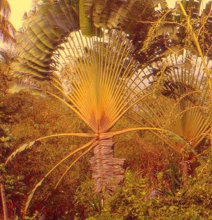 Andromeda Gardens Barbados 09
