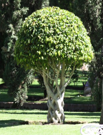 Glorieta Chapalita 06