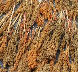 08 Quinoa drying in the sun