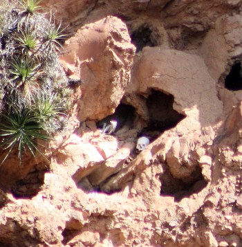 Close-up of Inca burial caves, Pisac, Peru