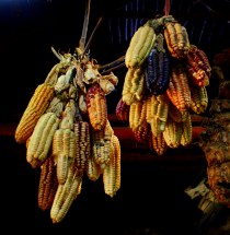 Corn is only one of the foods air-cured by the Incas.