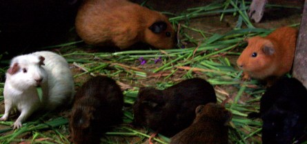 Guinea pigs - cuy - on the hoof.