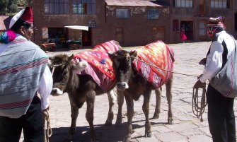 The cattle are readied for their part in the procession
