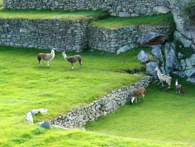 Machu Picchu 10