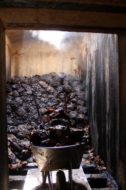 Harvested agave piñas are oven-baked
