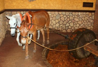 Baked piñas are milled the old-fashioned way